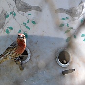 House Finch, Neals Lodge, Concan, Texas